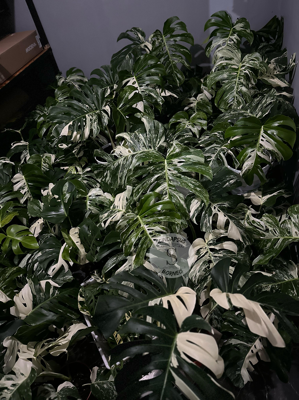 Monstera Borsigiana Albo