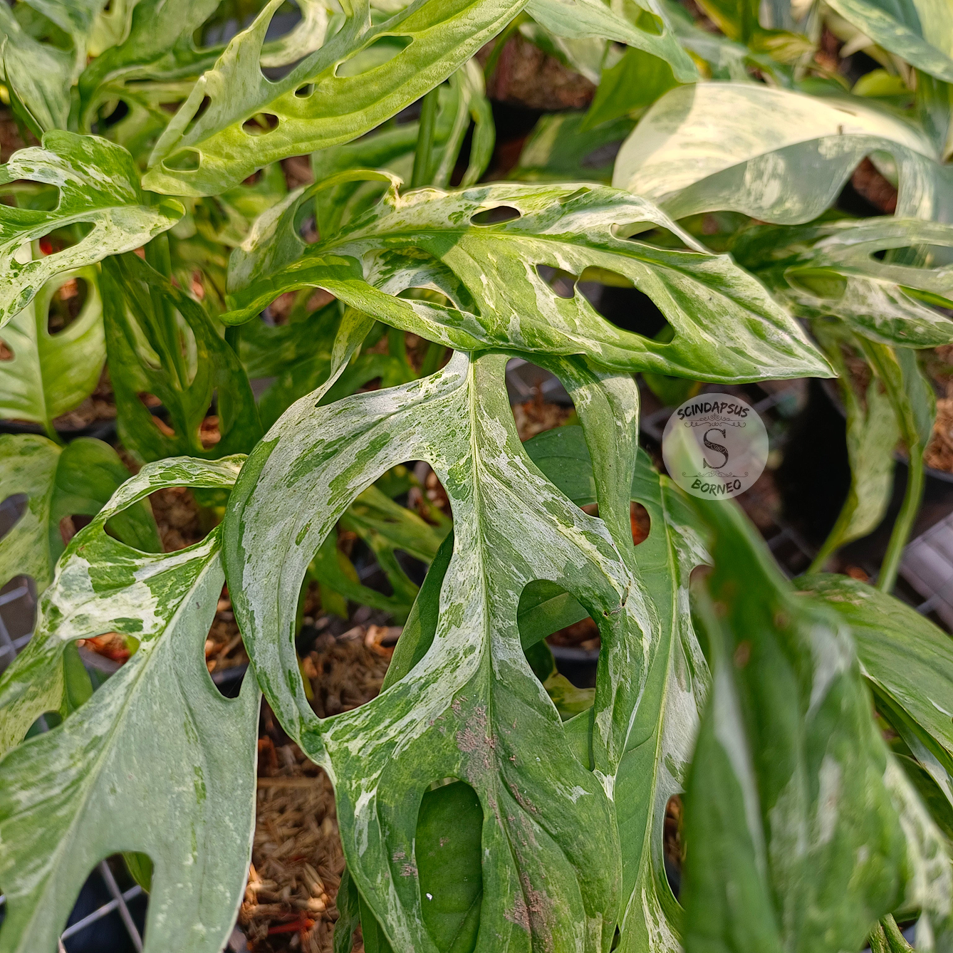 Monstera Adansonii Mint - Scindapsus Borneo