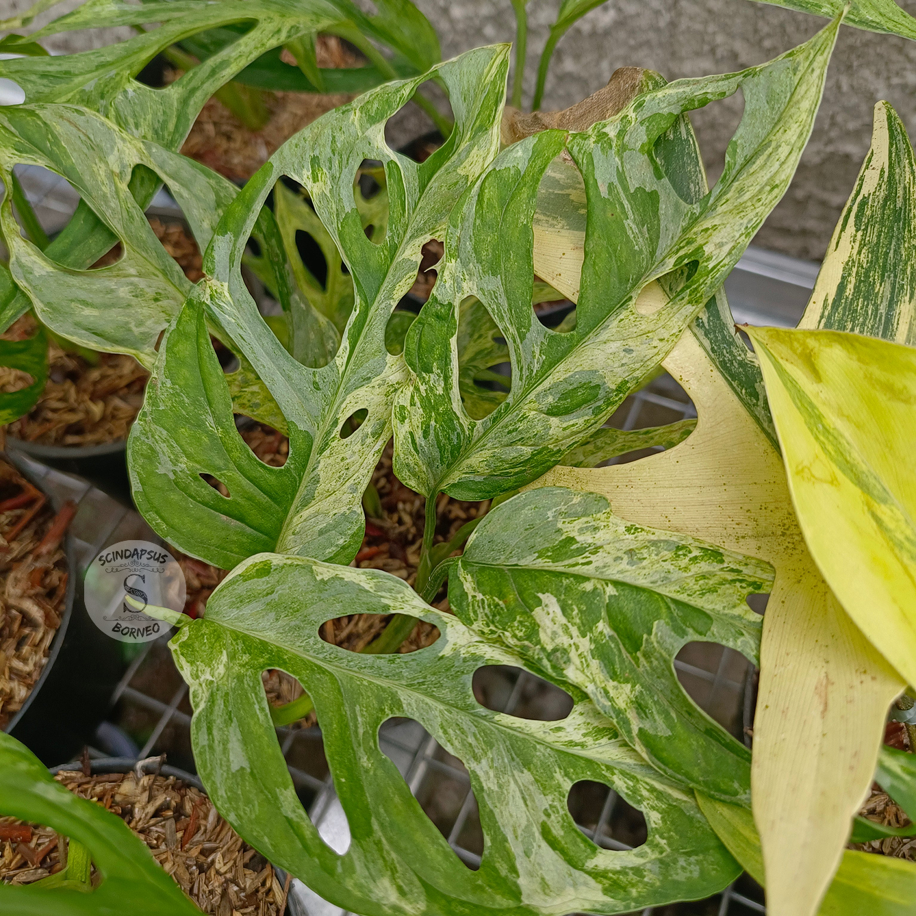 Monstera Adansonii Mint - Scindapsus Borneo