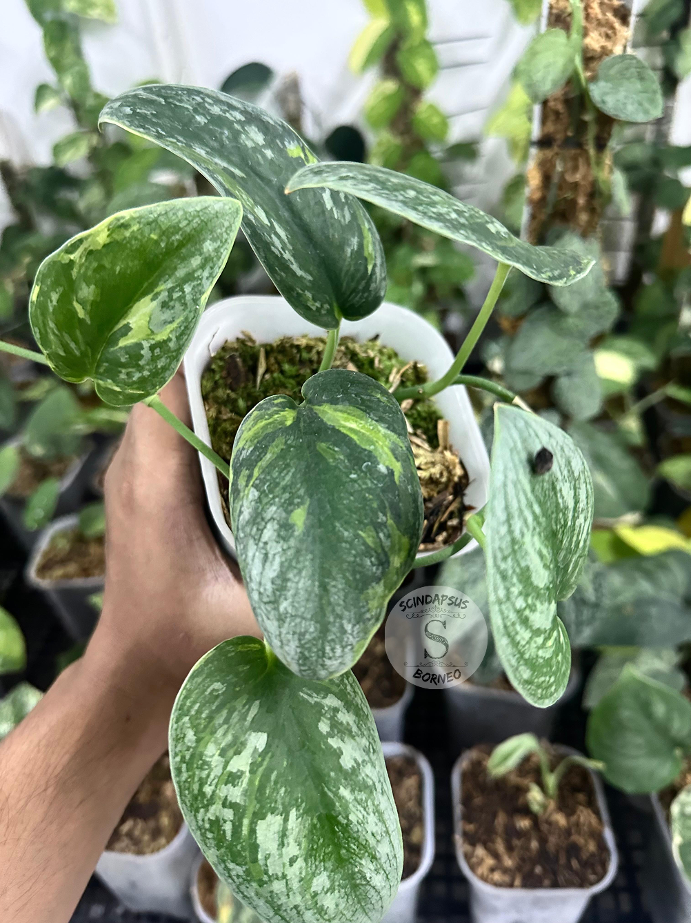 Scindapsus Aurion - Scindapsus Borneo