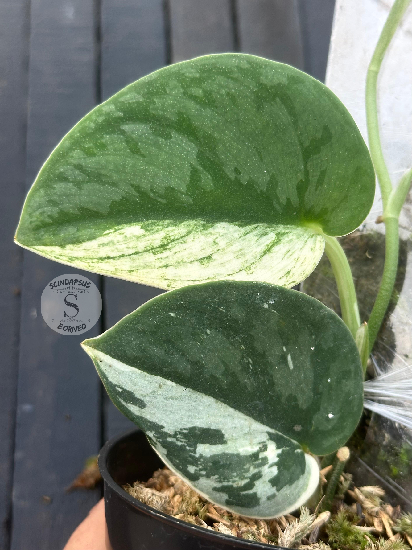 スキンダプサス ブナケン シルバー斑 レアScindapsus Bunaken Scindapsus Bunaken – Scindapsus Borneo