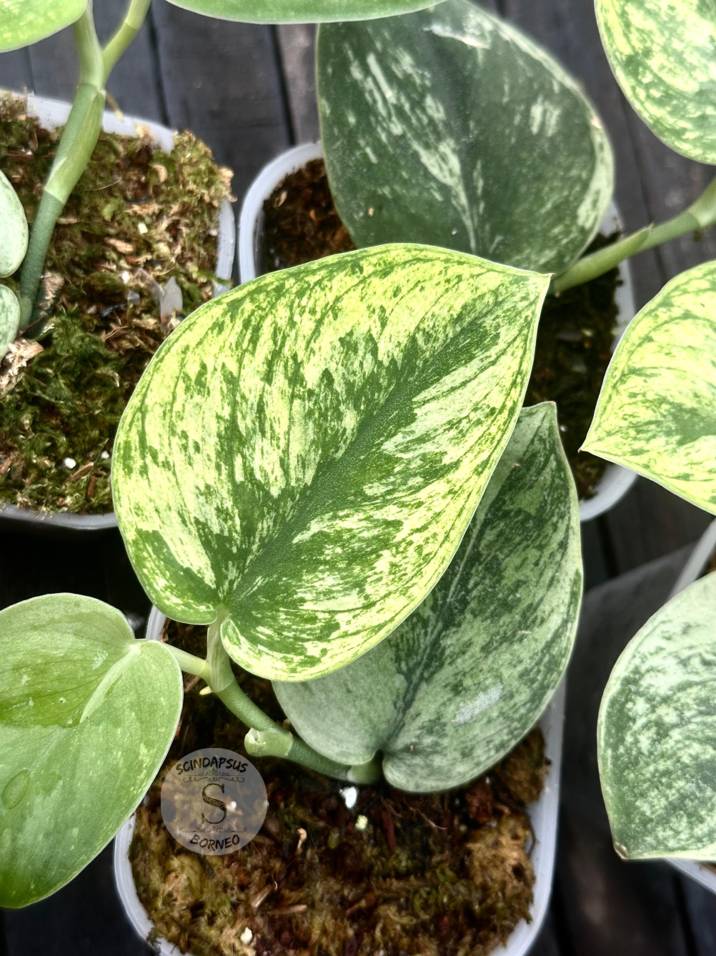 Scindapsus Luna Glow - Scindapsus Borneo