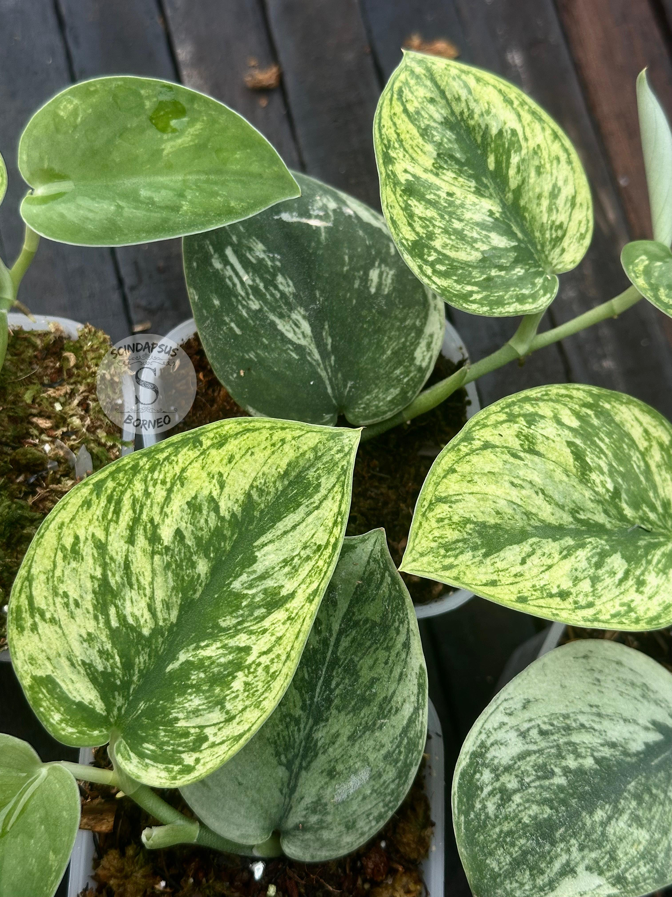 Scindapsus Luna Glow - Scindapsus Borneo