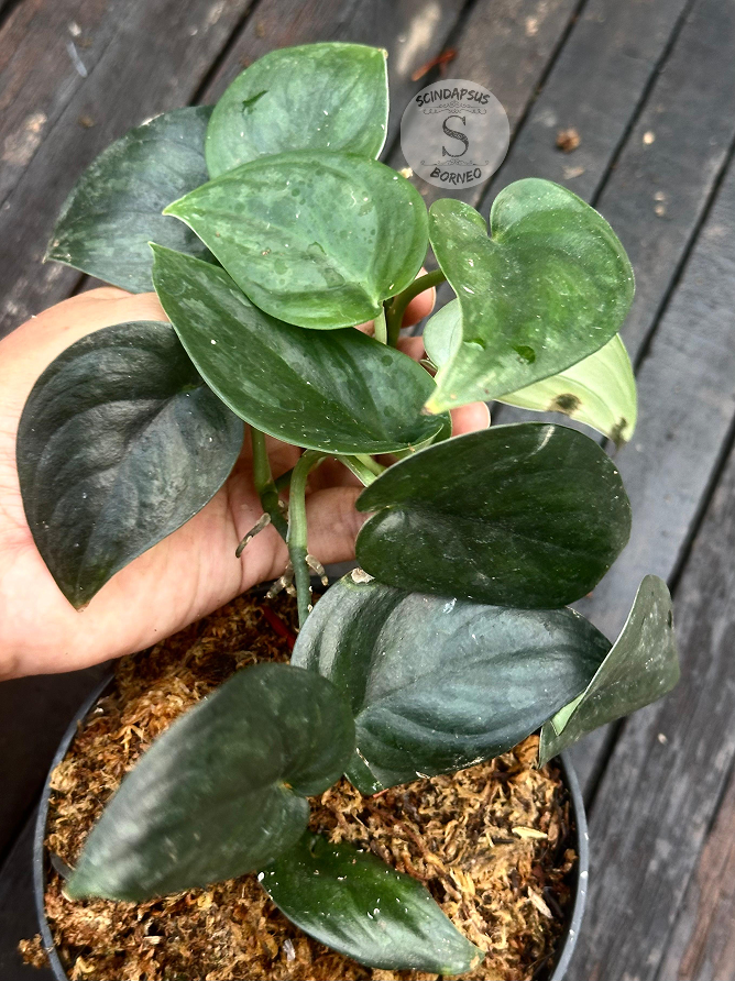 Scindapsus Silver Black - Scindapsus Borneo