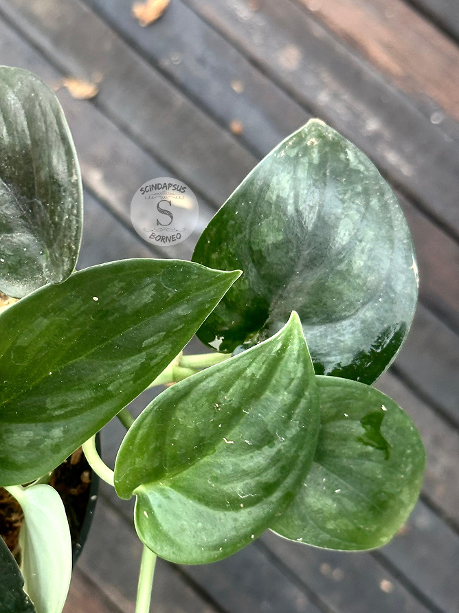 Scindapsus Silver Black - Scindapsus Borneo