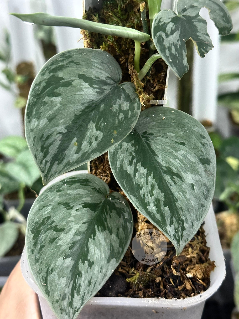 Scindapsus Silver Swan - Scindapsus Borneo