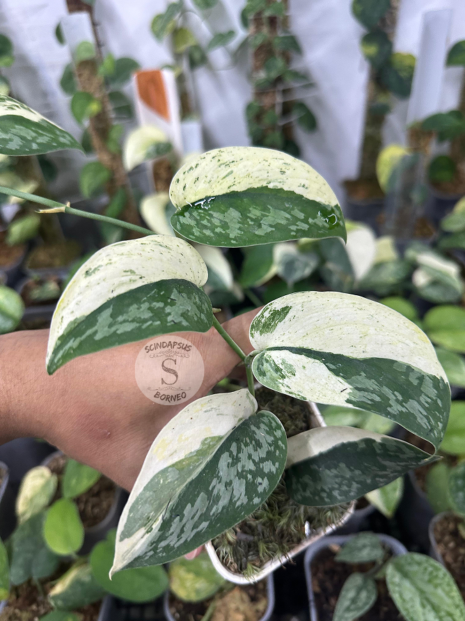 Scindapsus White Diamond - Scindapsus Borneo