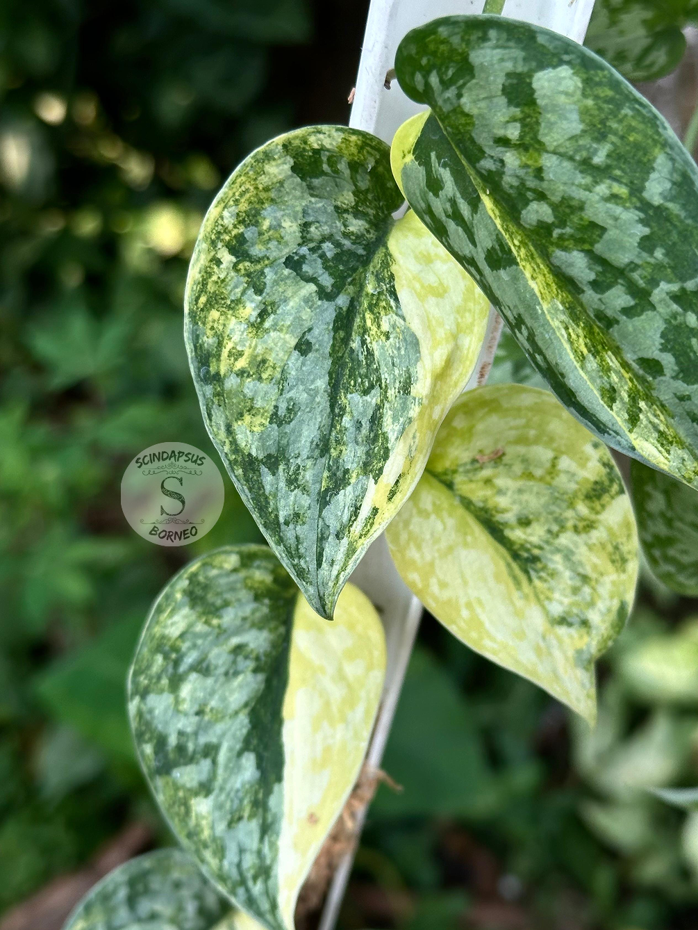 Scindapsus Geulis - Scindapsus Borneo