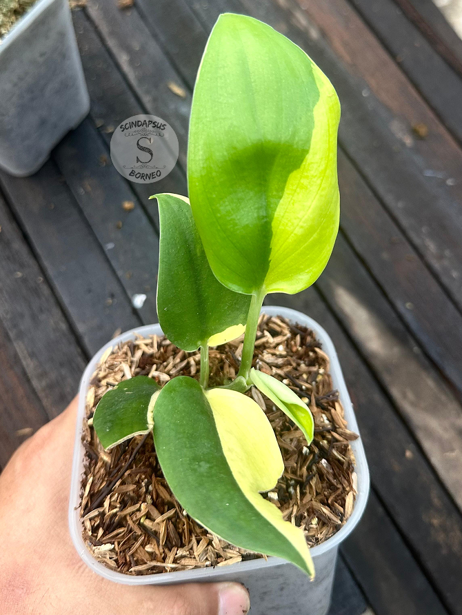 Scindapsus Samurai - Scindapsus Borneo