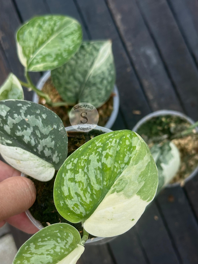 Scindapsus Silver Tiger