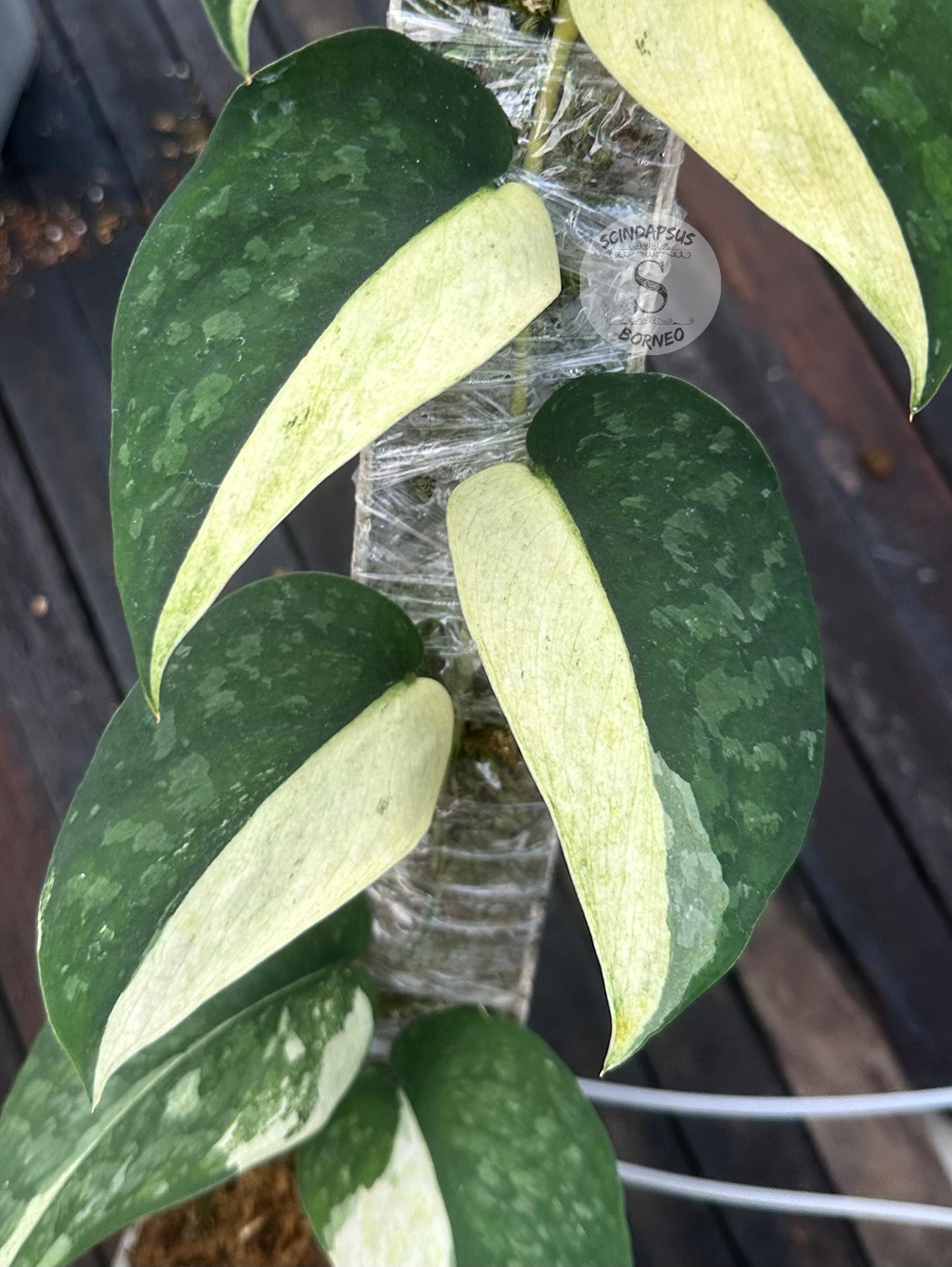Scindapsus Yellow Phoenix - Scindapsus Borneo