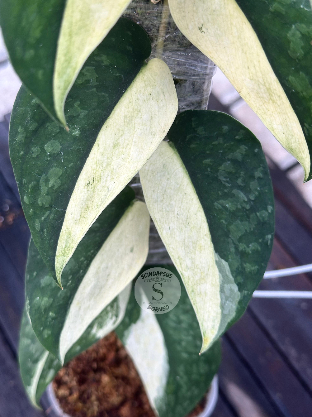Scindapsus Yellow Phoenix