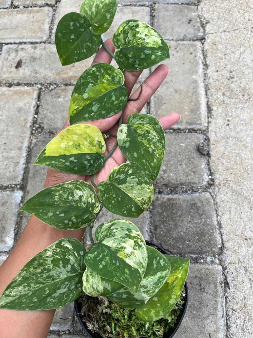 Scindapsus Miracle - Best Selected