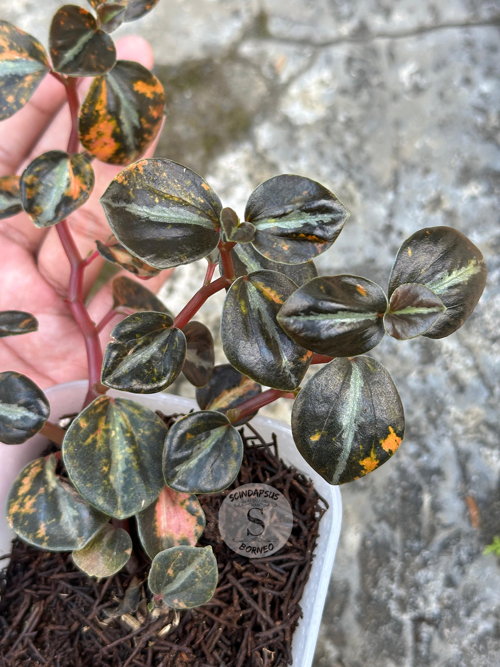 Peperomia Orange Metallic 3 - Best Selected