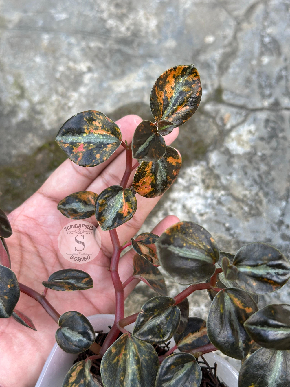Peperomia Orange Metallic 3 - Best Selected
