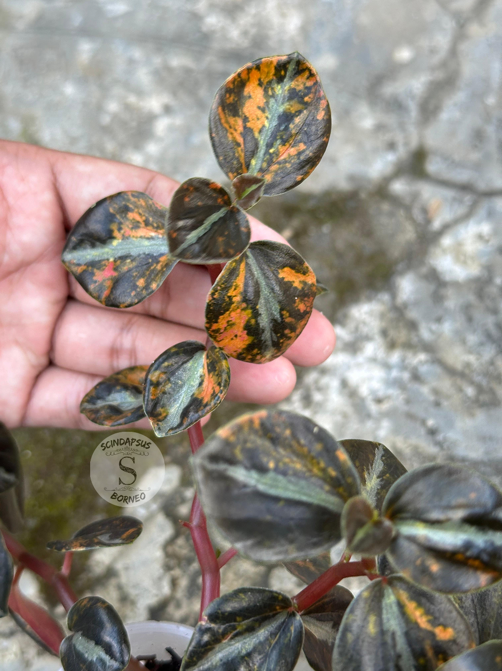 Peperomia Orange Metallic 3 - Best Selected