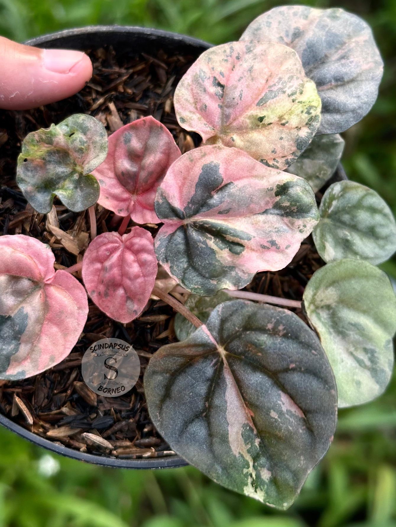 Peperomia Pink Lady Indo