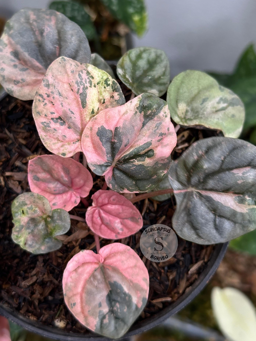 Peperomia Pink Lady Indo - Scindapsus Borneo