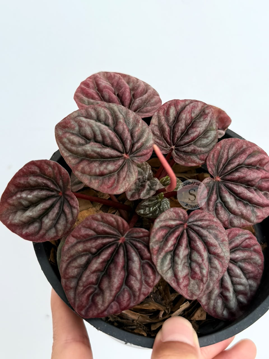 Peperomia Purple - Best Selected