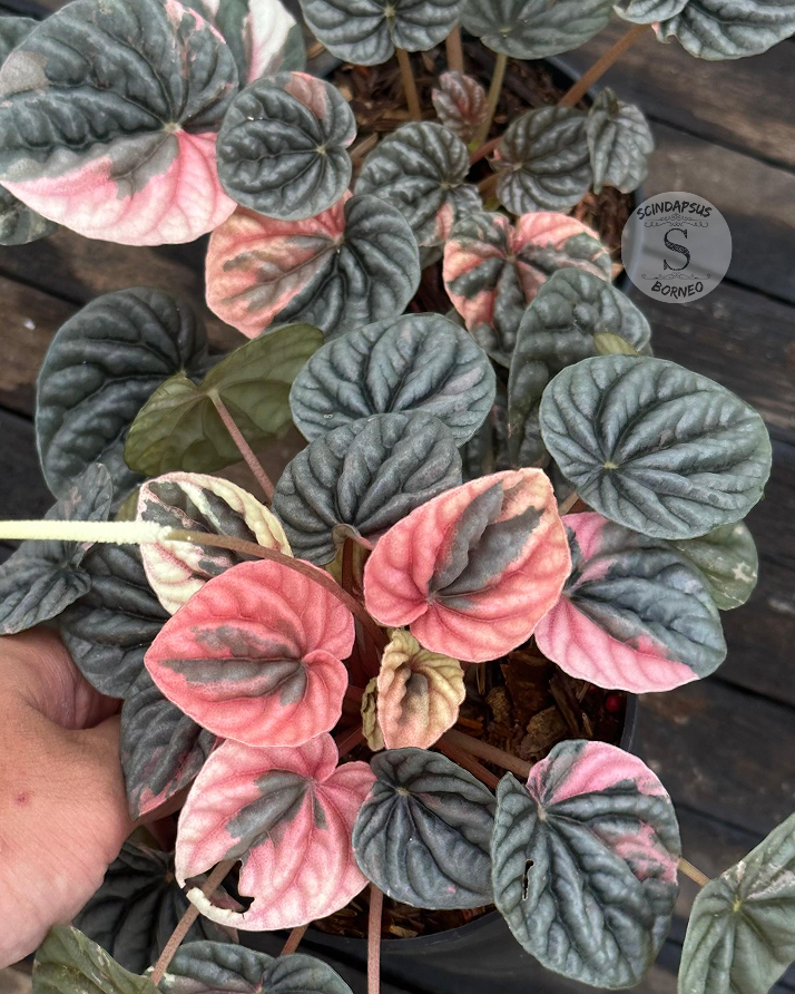 Peperomia ‘Eclisse Rose’ - Scindapsus Borneo