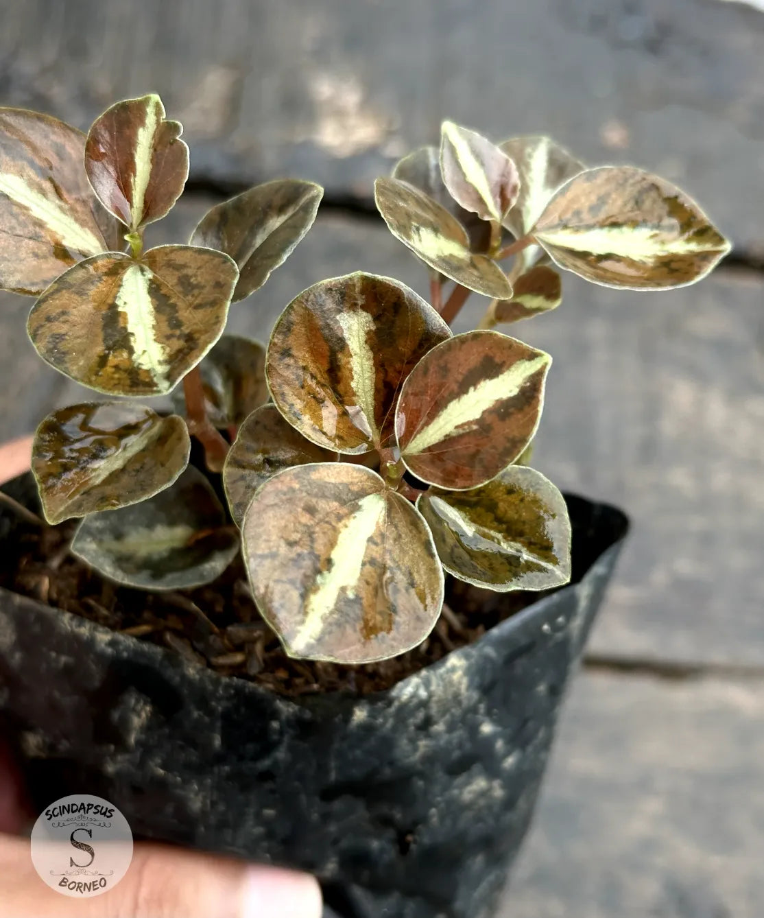 Peperomia Metalicum - Scindapsus Borneo