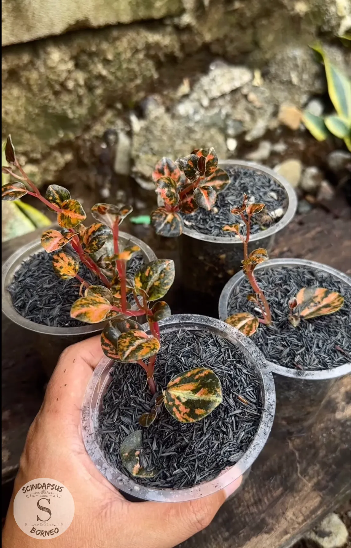 Peperomia Orange Metallic - Scindapsus Borneo