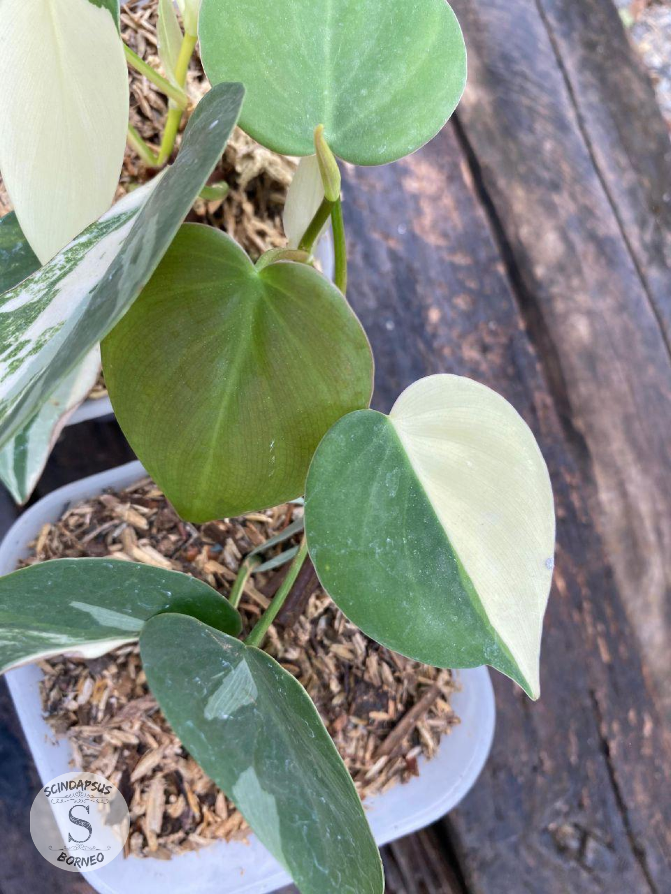 Philodendron Hederaceum Albo - Scindapsus Borneo
