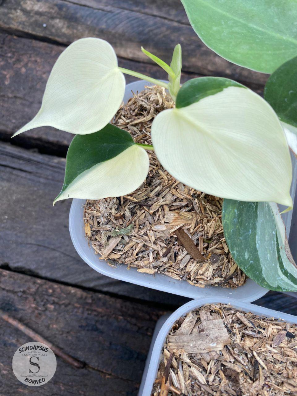 Philodendron Hederaceum Albo