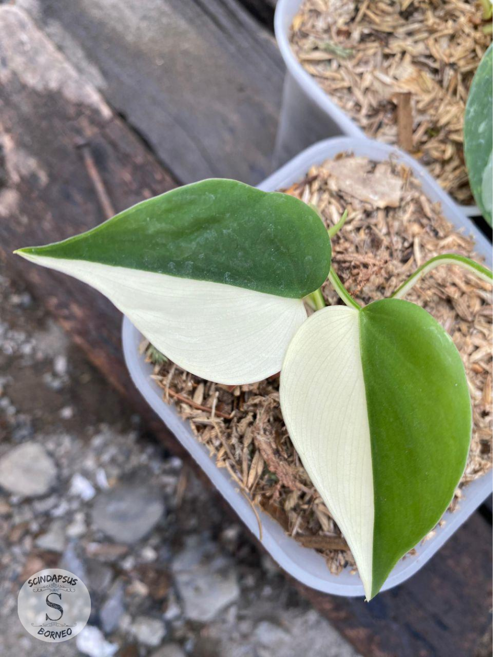 Philodendron Hederaceum Albo - Scindapsus Borneo