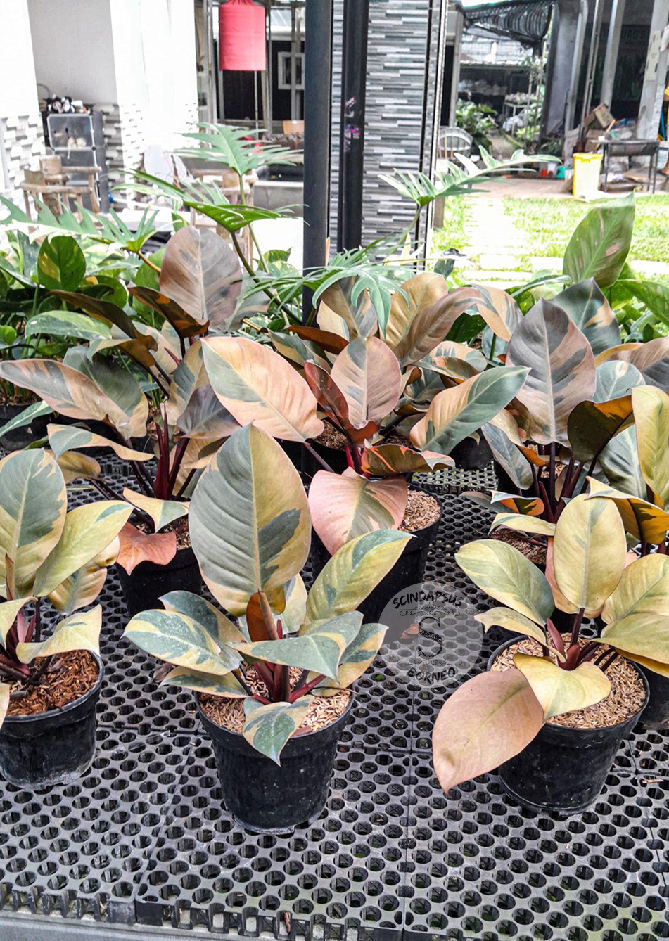 Philodendron Black Cardinal Variegated