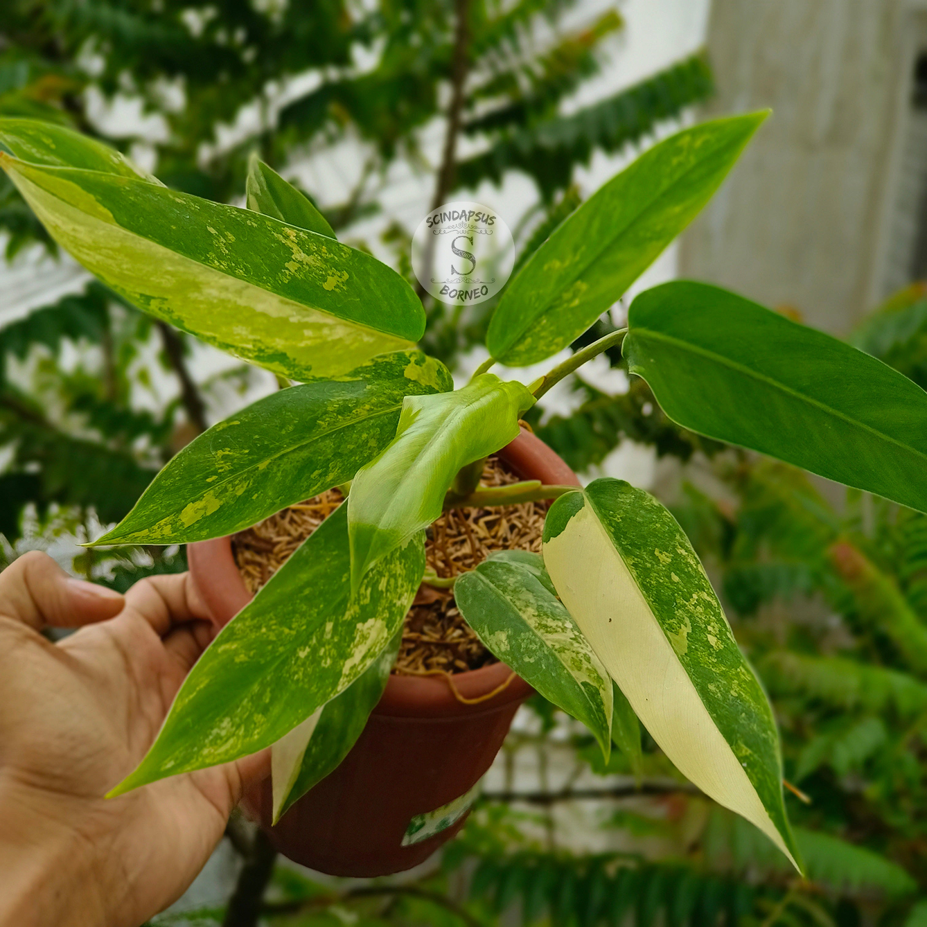 Philodendron Domesticum Variegated - Scindapsus Borneo