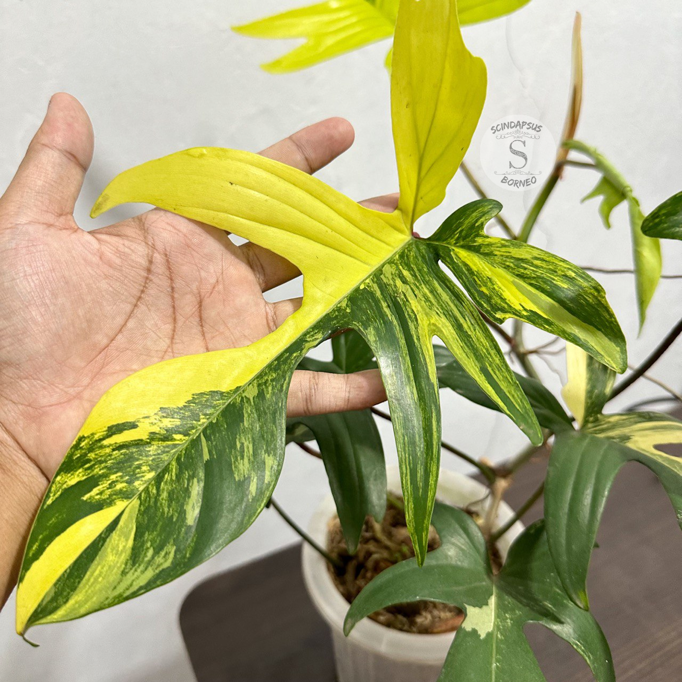 Philodendron Florida Beauty Variegated - Scindapsus Borneo