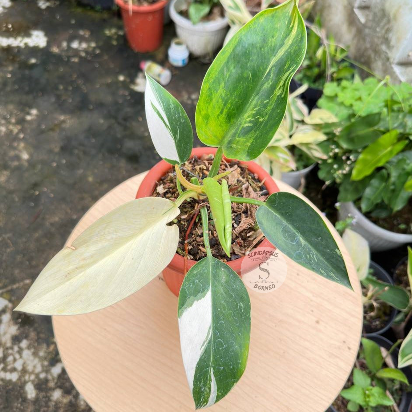 Philodendron Green Change Variegated