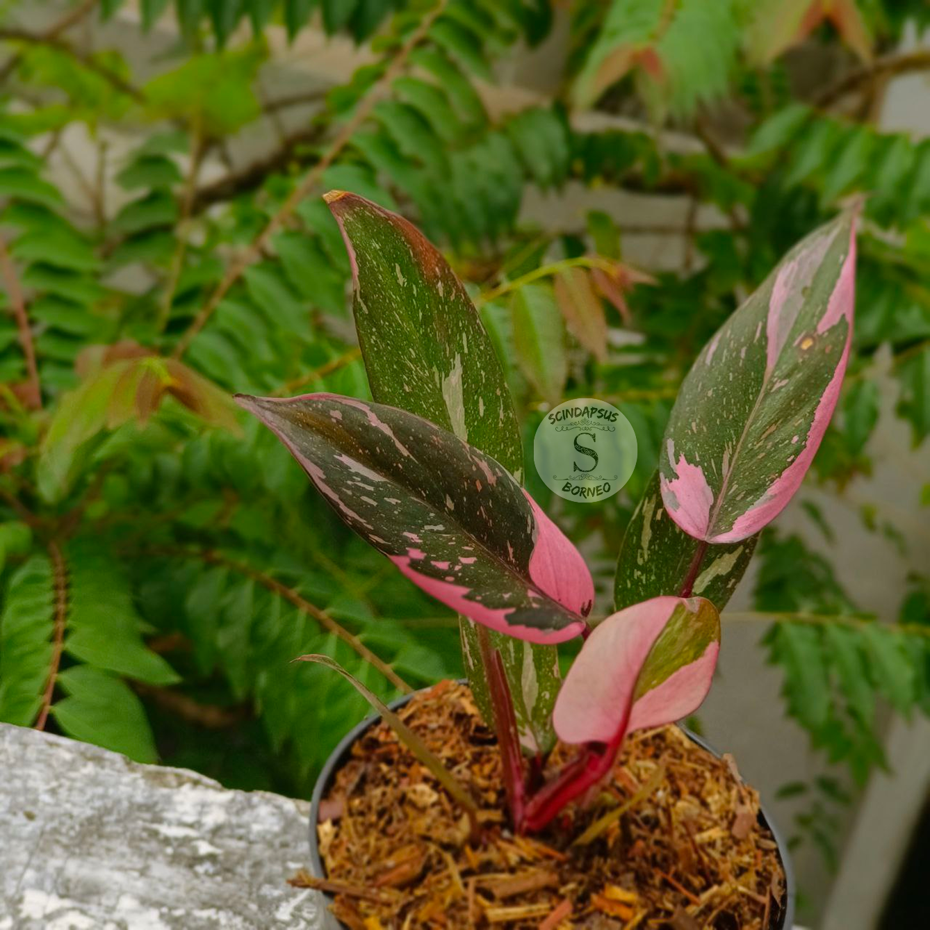 Philodendron Pink Princes F1 - Scindapsus Borneo