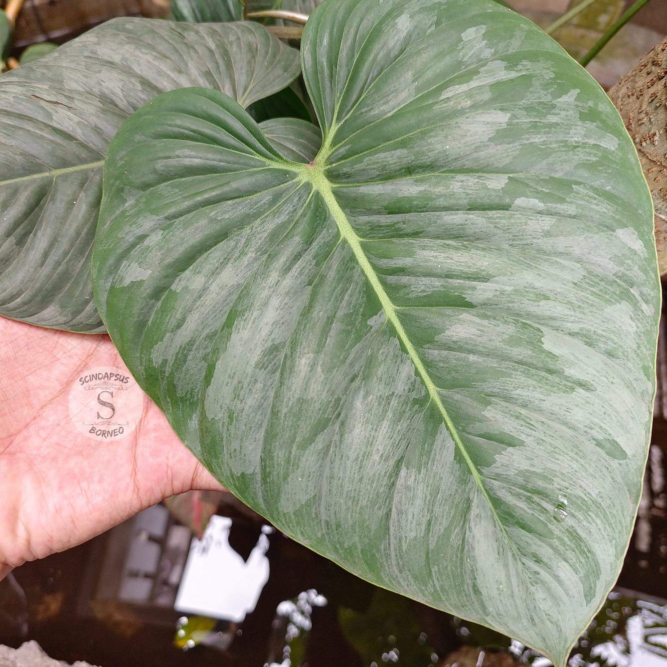 Philodendron Sodiroi - Scindapsus Borneo