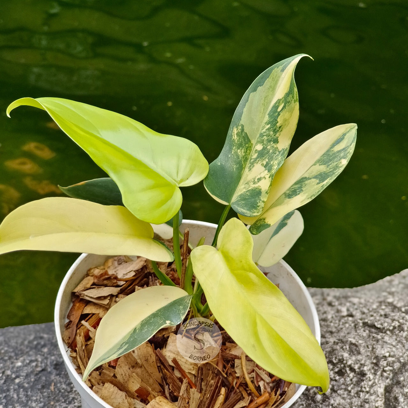 Philodendron Violin Aurea