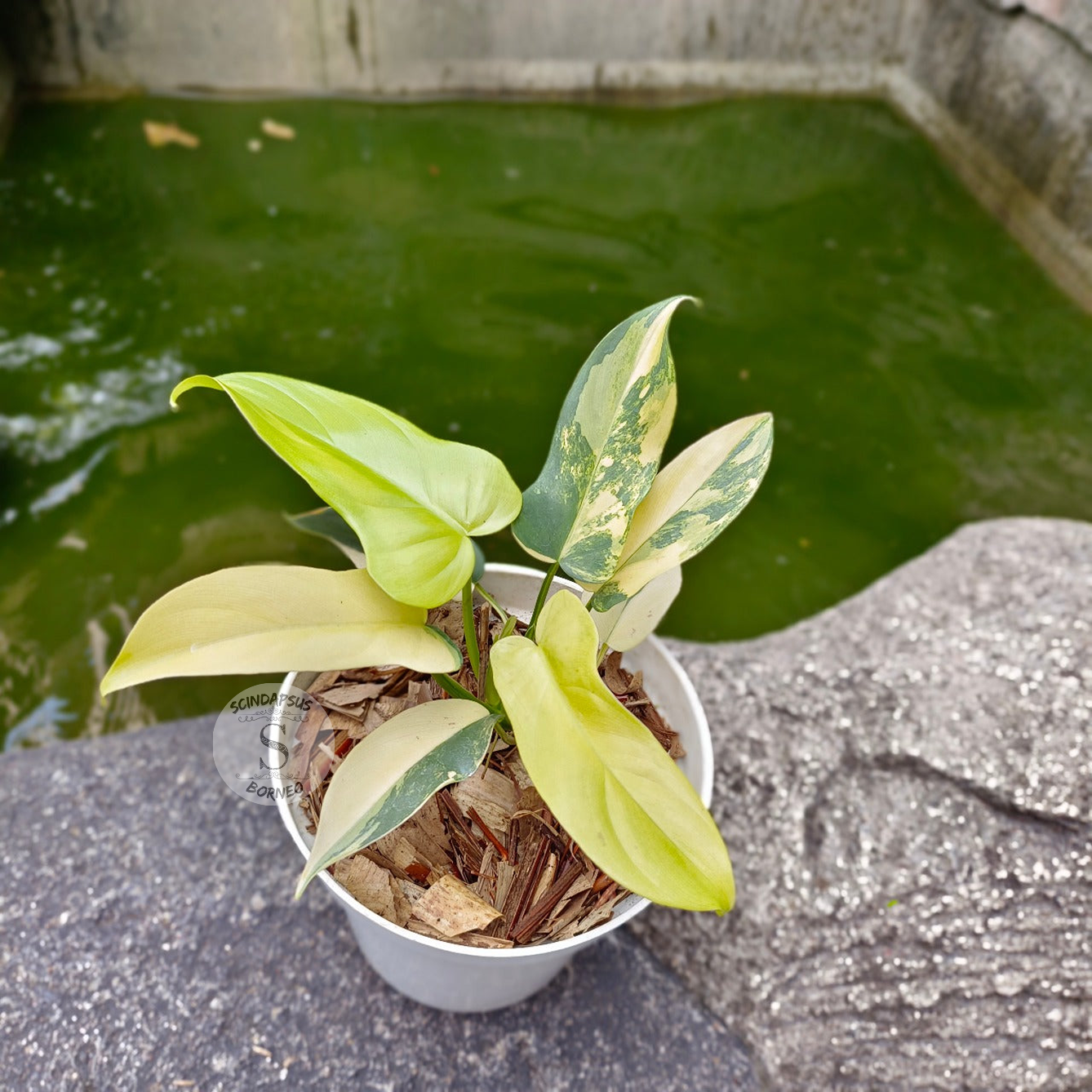 Philodendron Violin Aurea - Scindapsus Borneo