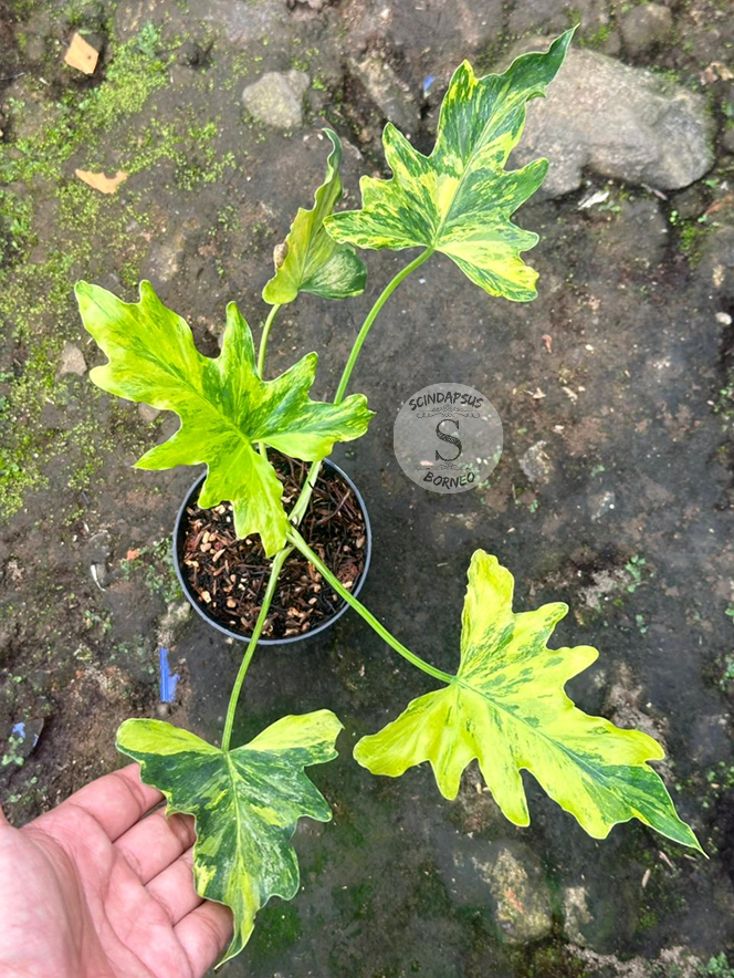 Philodendron Nogo Geni