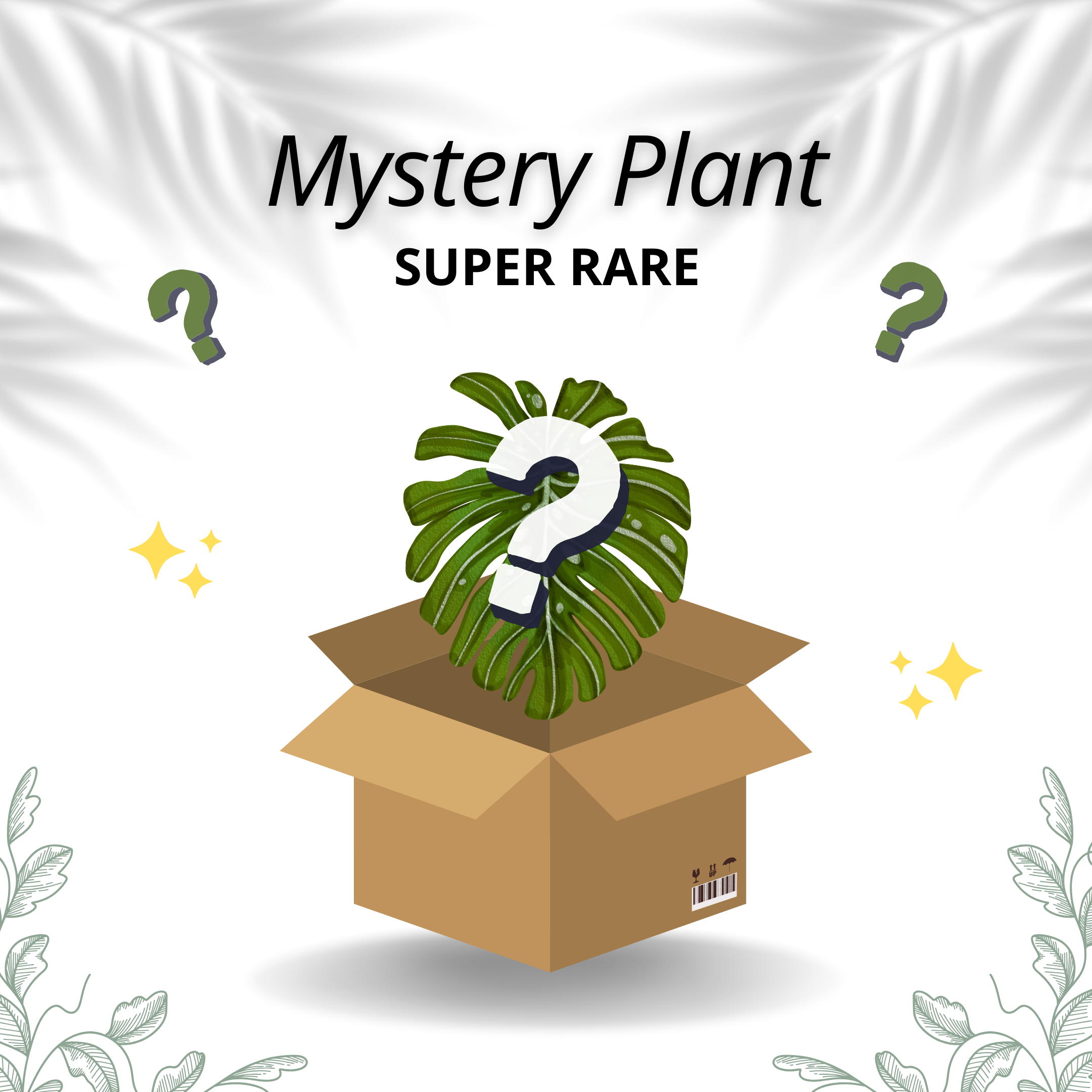 Mystery Plant - Super Rare - Scindapsus Borneo