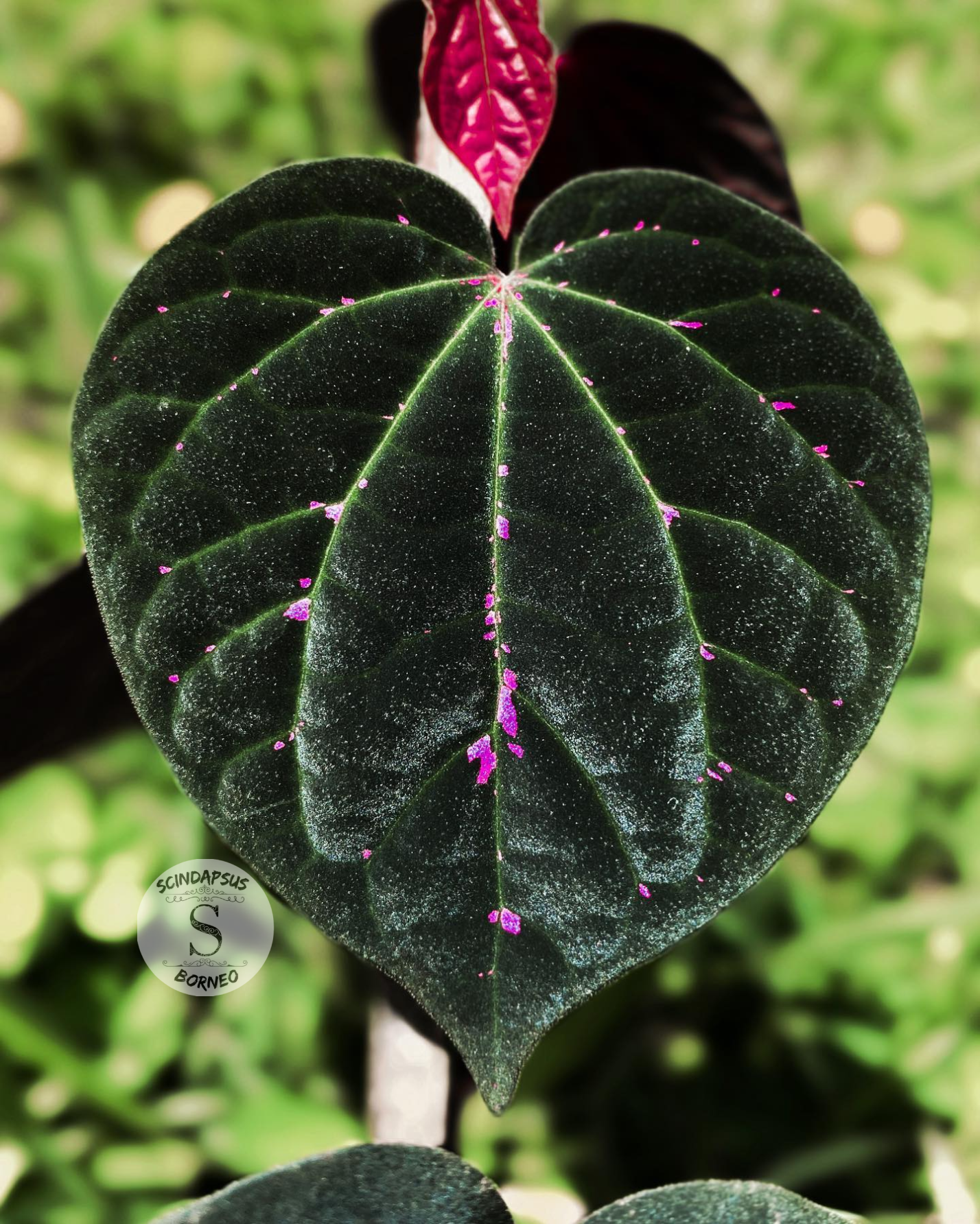 Piper Black Pink Sp Borneo - Scindapsus Borneo