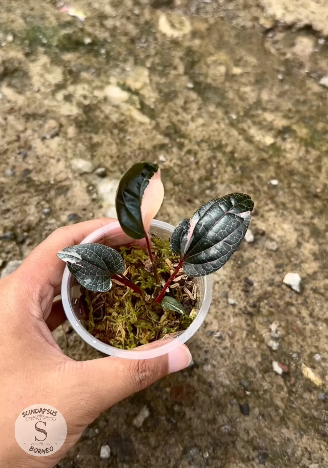 Piper Red Spider Varigata