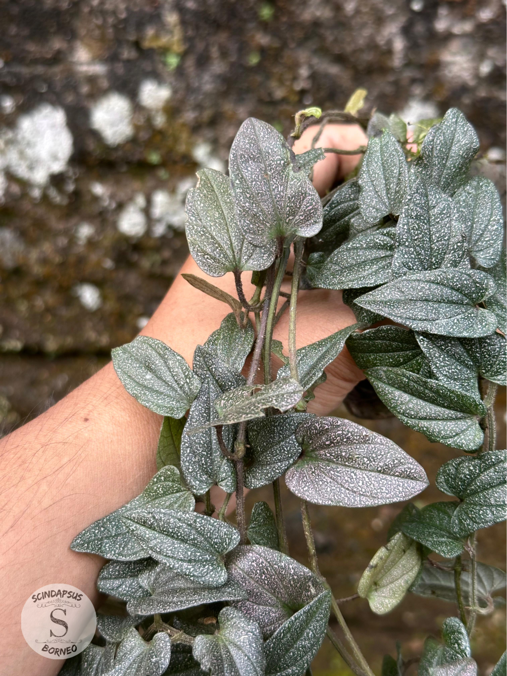 Piper Sp Papua White Galaxy - Scindapsus Borneo