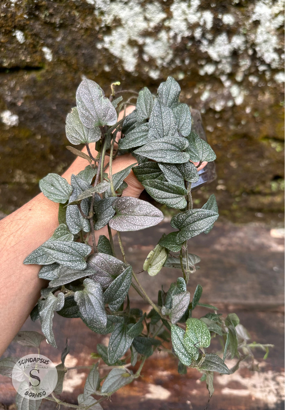 Piper Sp Papua White Galaxy - Scindapsus Borneo