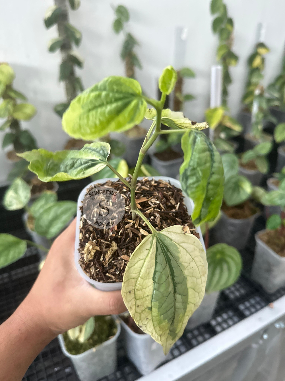 Piper Sp Tricolor Mutation - Scindapsus Borneo
