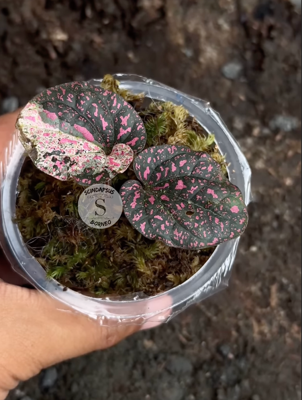 Piper Pink Sp Nabire Papua Variegated - Scindapsus Borneo