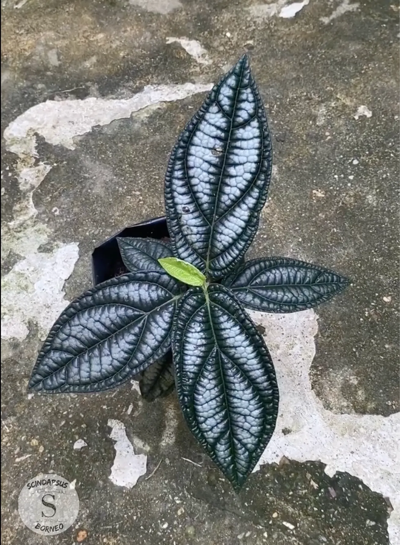 Piper Pramantum - Scindapsus Borneo