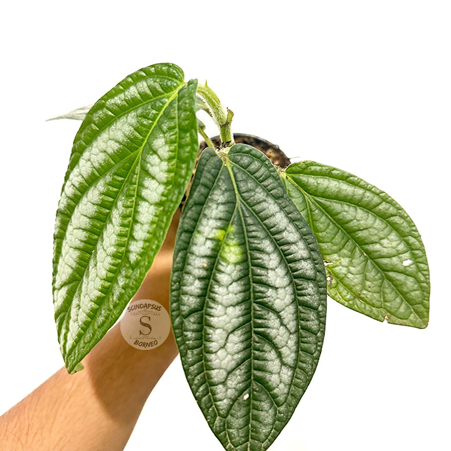 Piper Prematum - Scindapsus Borneo