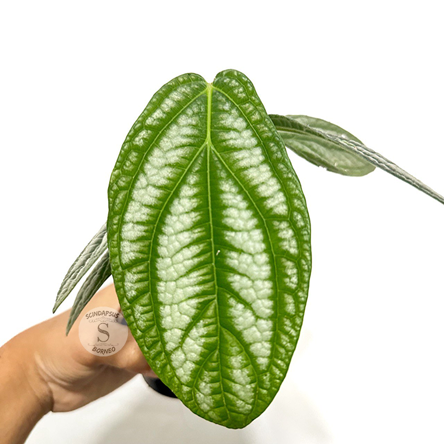 Piper Prematum - Scindapsus Borneo