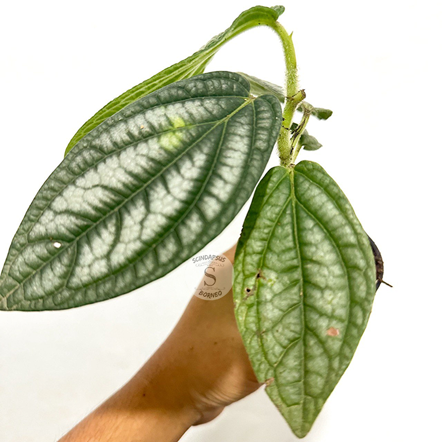 Piper Prematum - Scindapsus Borneo