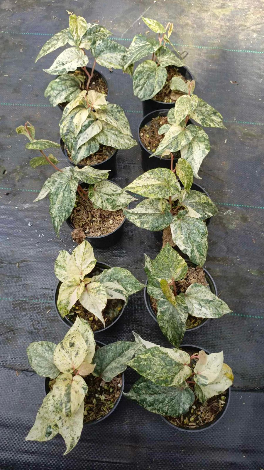 Piper Sylvaticum Aurea - Scindapsus Borneo